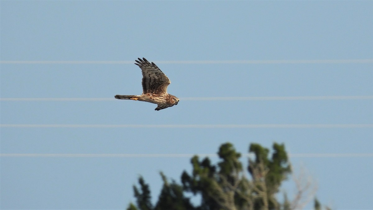 Northern Harrier - ML421391221