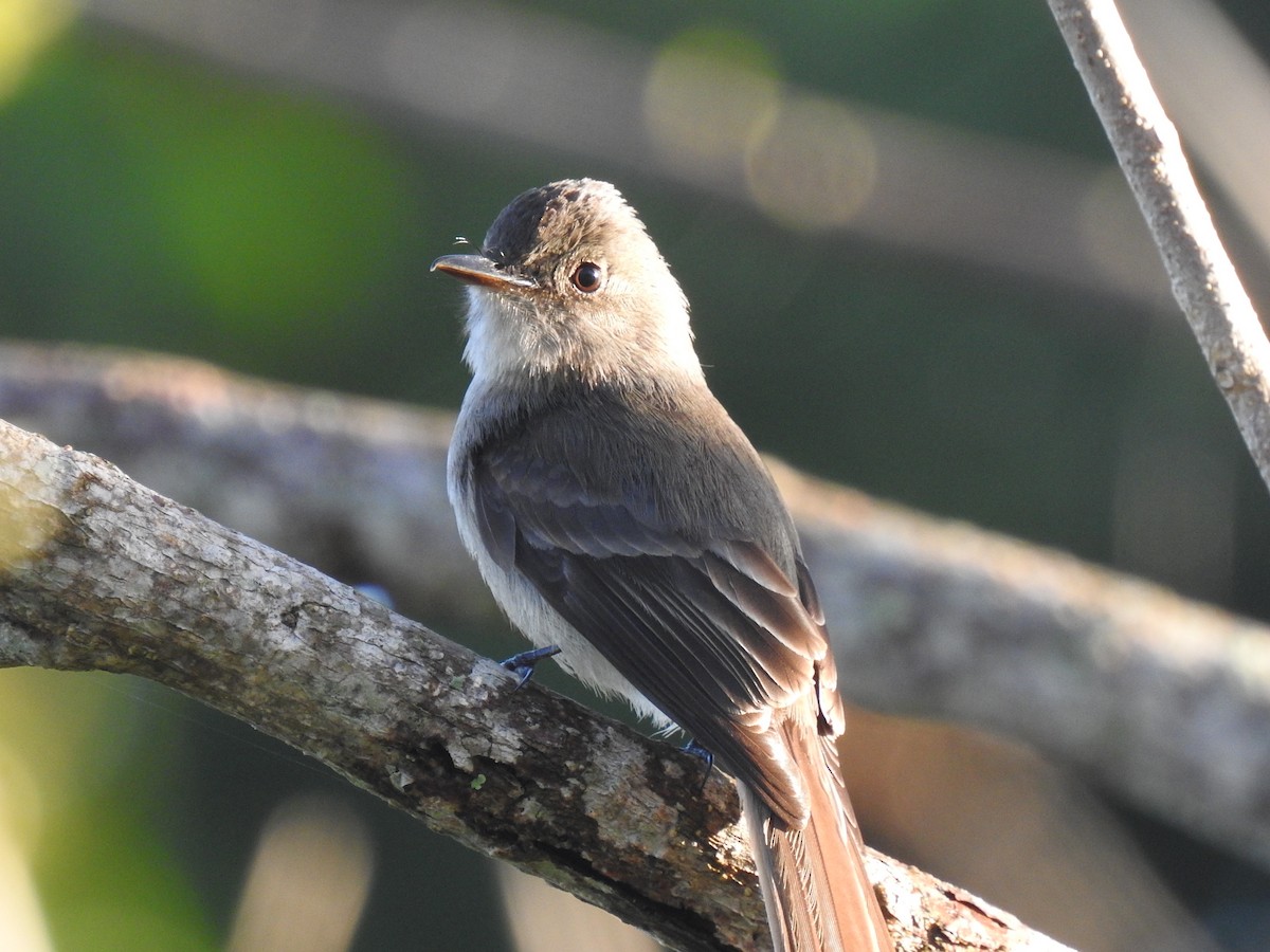 Stolid Flycatcher - ML421391801