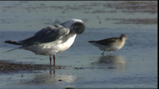 Franklin's Gull - ML421392