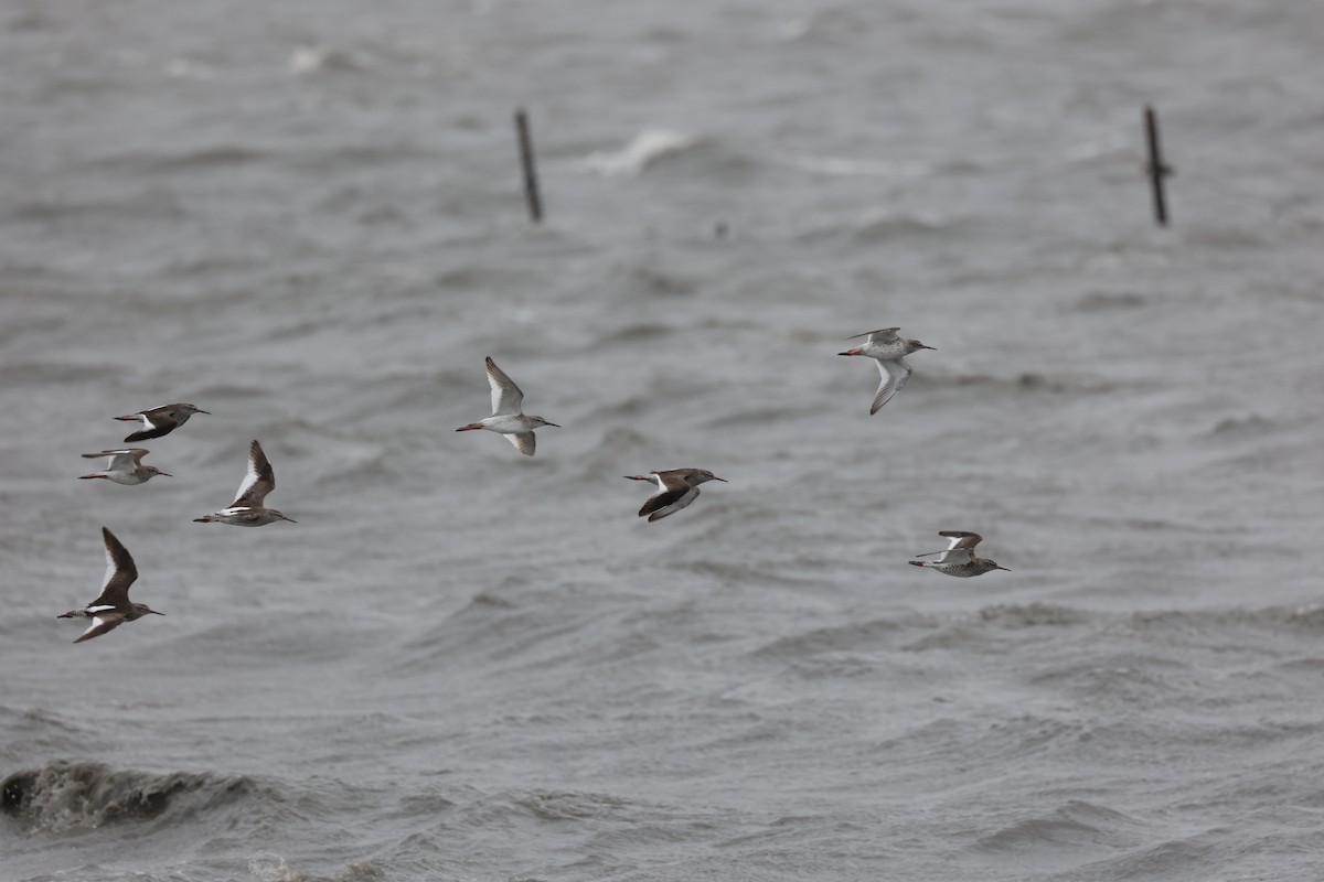 Common Redshank - ML421392071