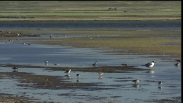 Хомноот - ML421393