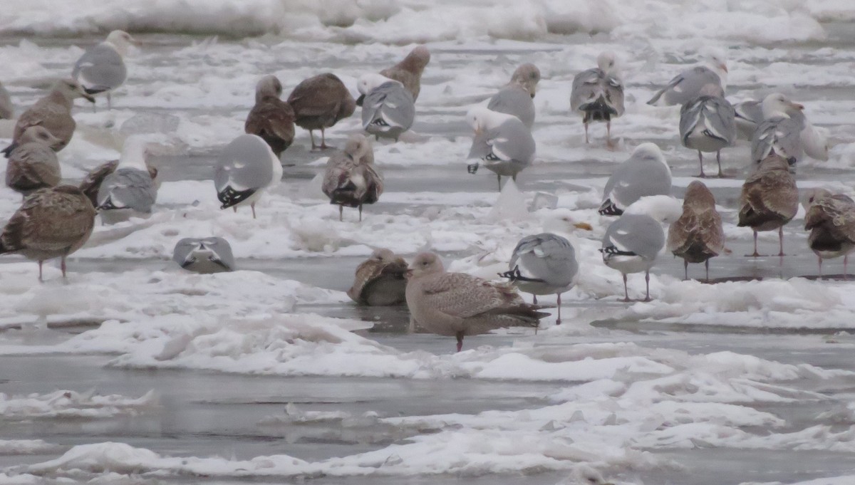 Iceland Gull (Thayer's) - ML421393281