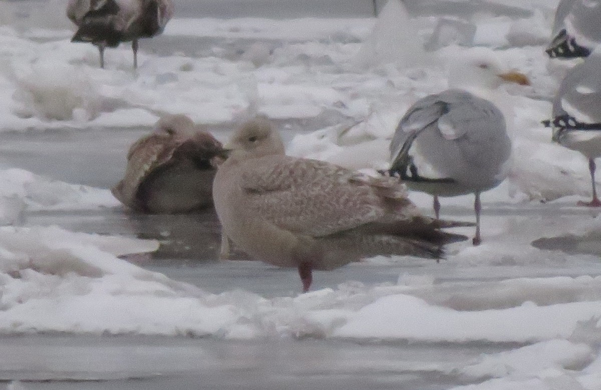 Iceland Gull (Thayer's) - ML421393341