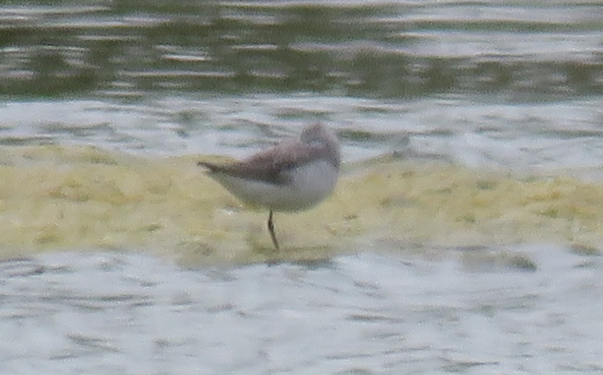 Wilson's Phalarope - Russell Cannings