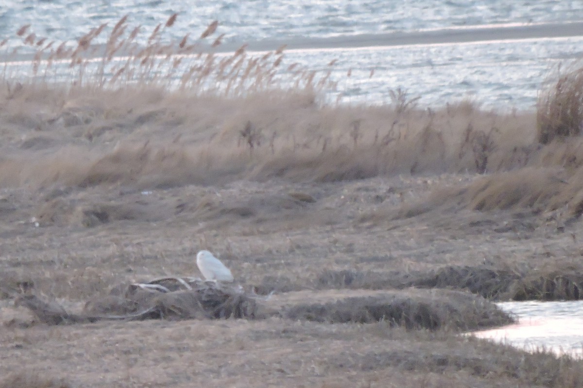 Snowy Owl - ML421393721