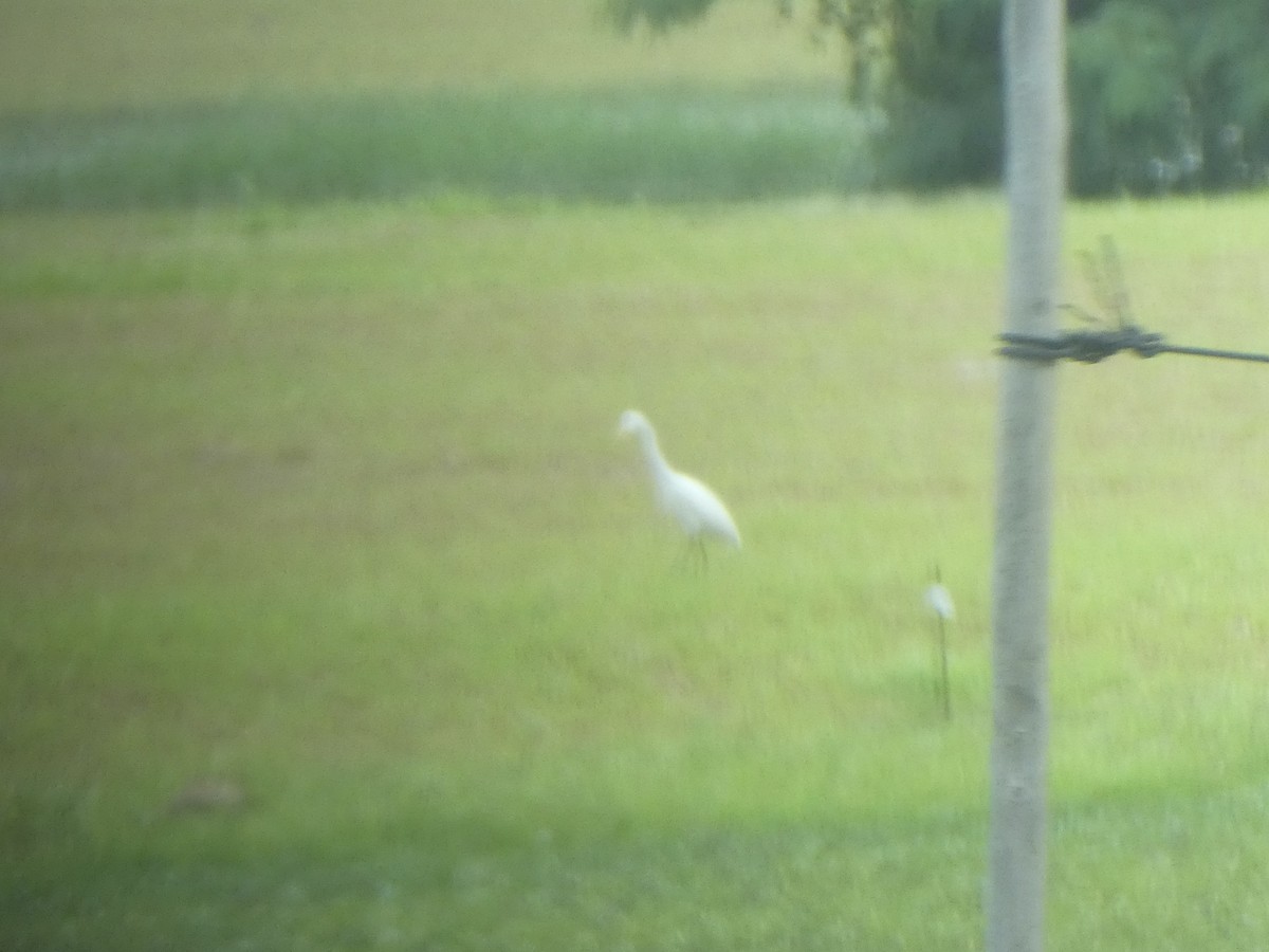 Eastern Cattle-Egret - ML421394861