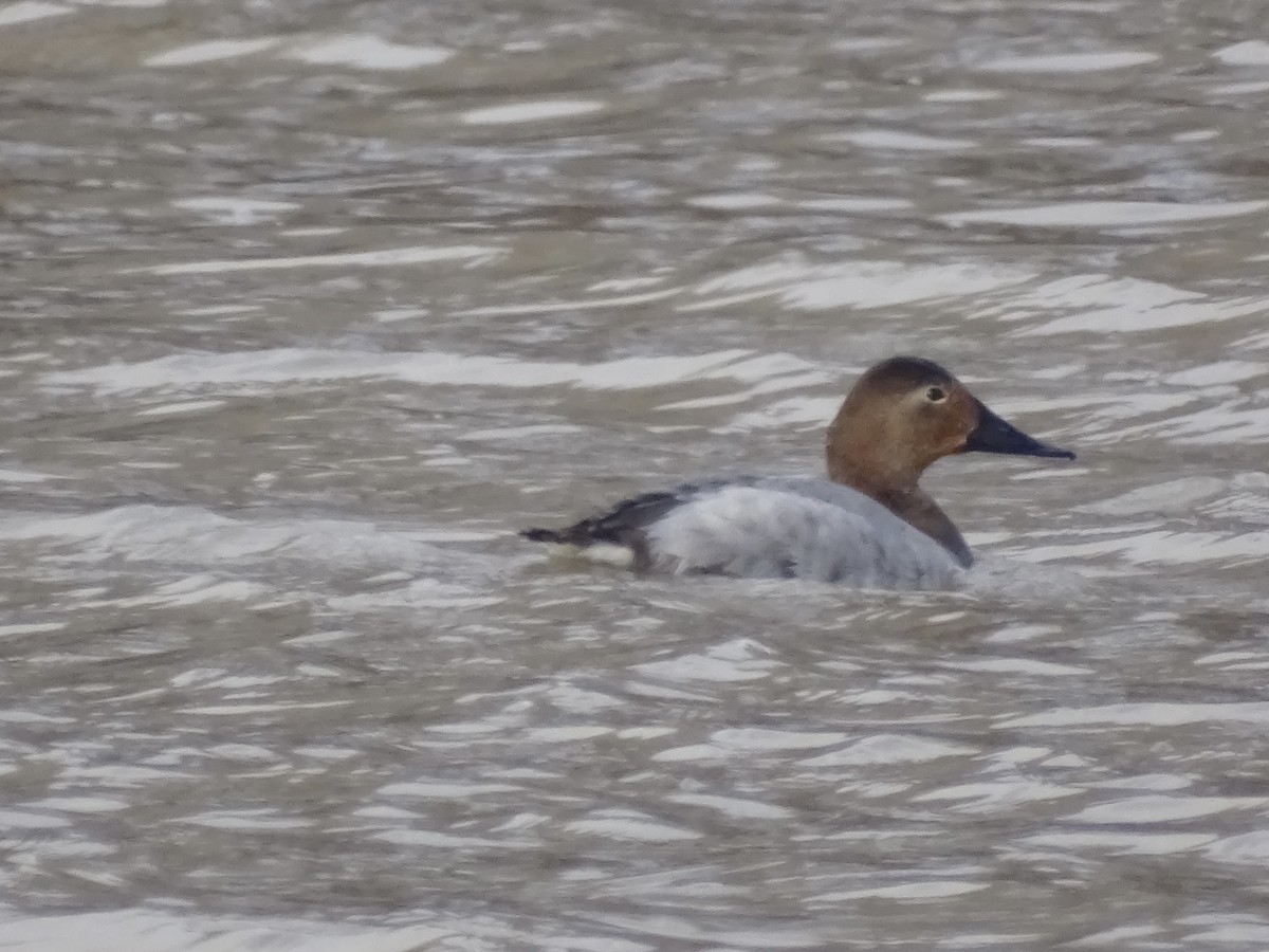 Canvasback - ML421394891