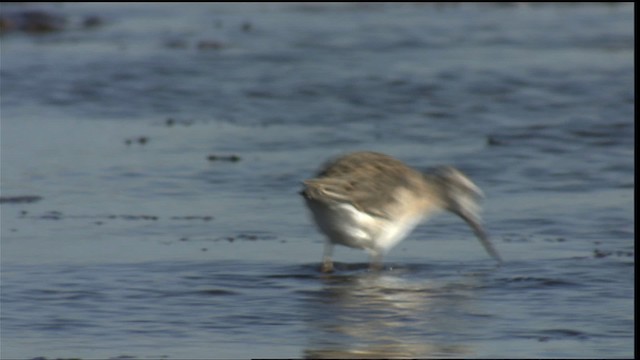 Wilson's Phalarope - ML421395