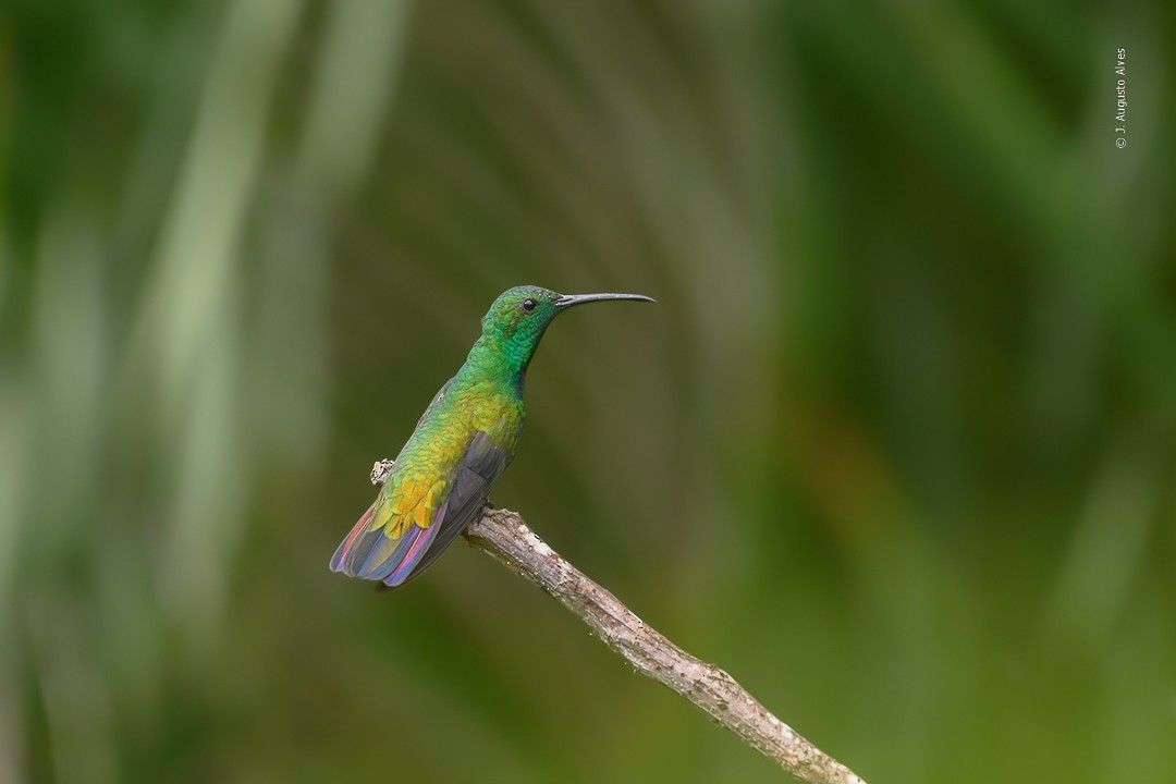 Green-throated Mango - ML421395381