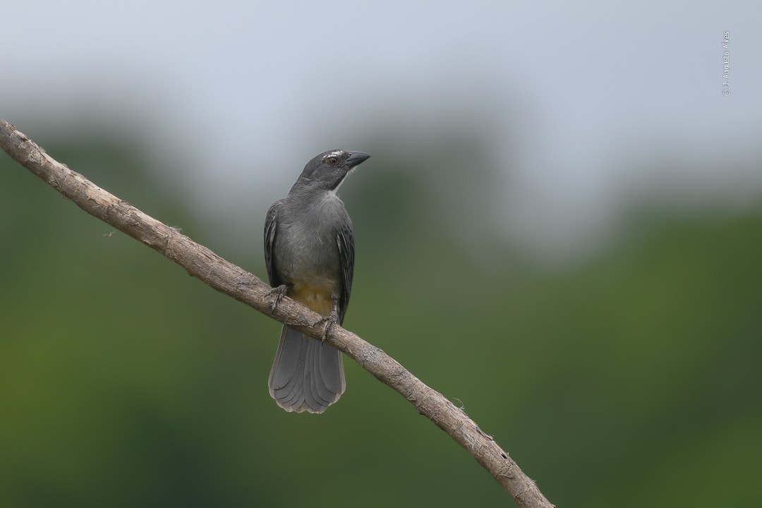 Bluish-gray Saltator - ML421395421