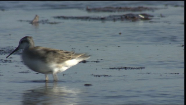 Wilson's Phalarope - ML421396