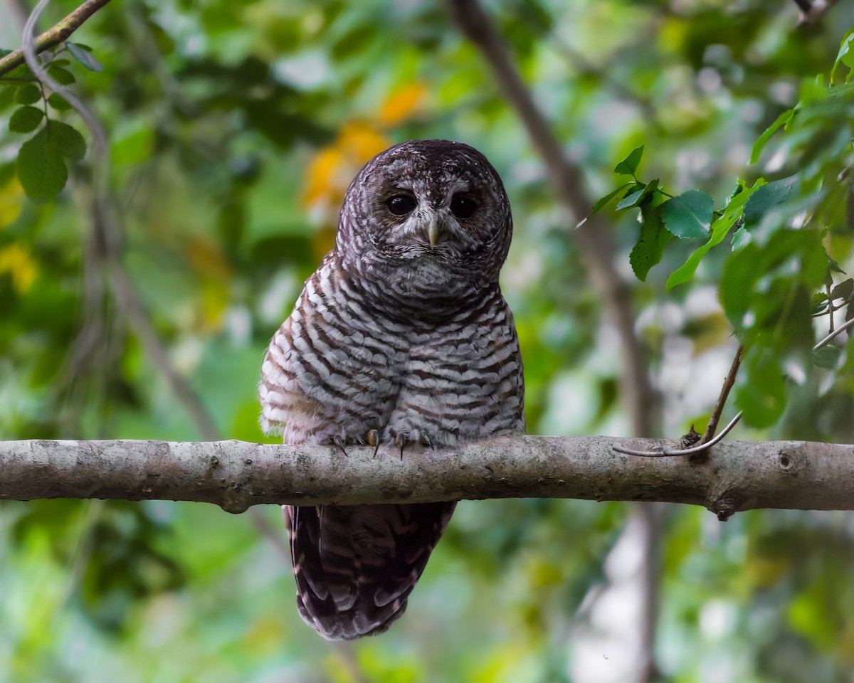 Rufous-legged Owl - ML421396261