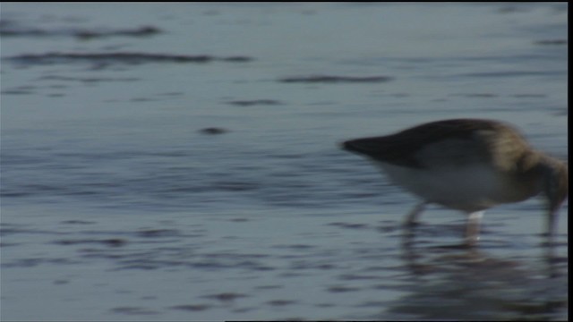 Wilson's Phalarope - ML421397