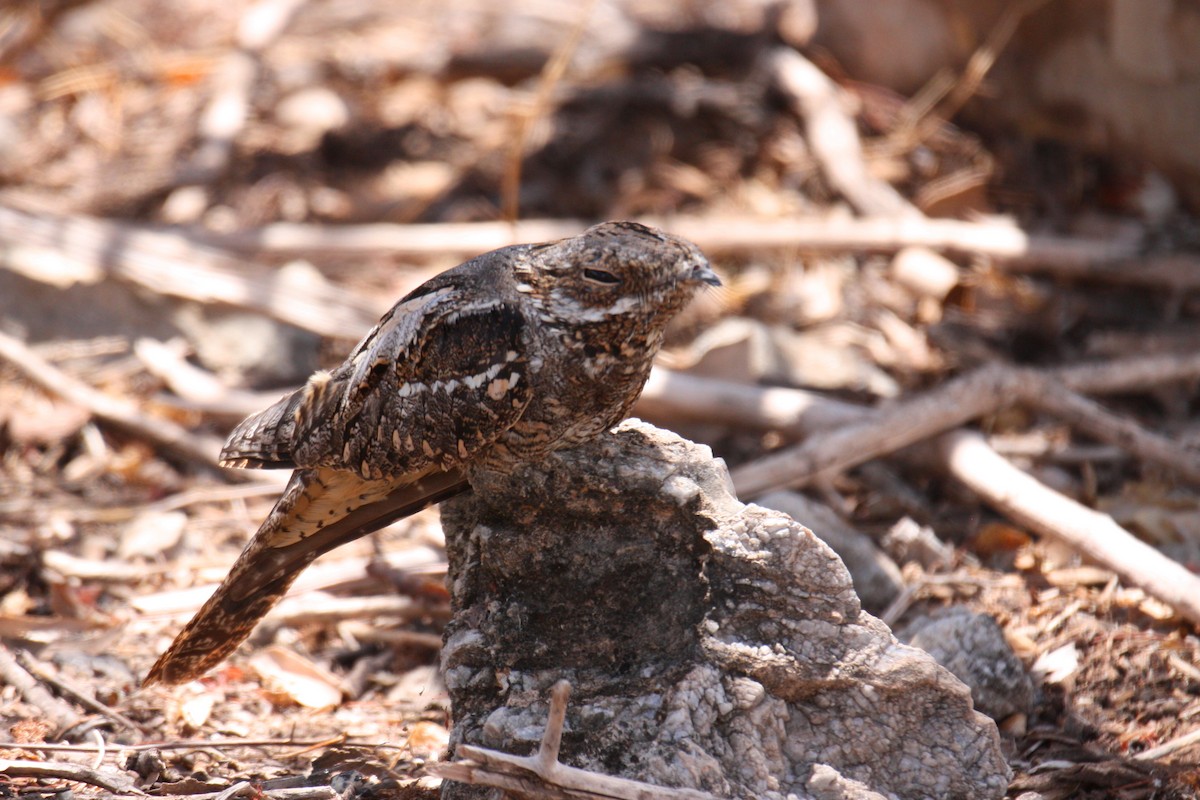 Eurasian Nightjar - ML421397471