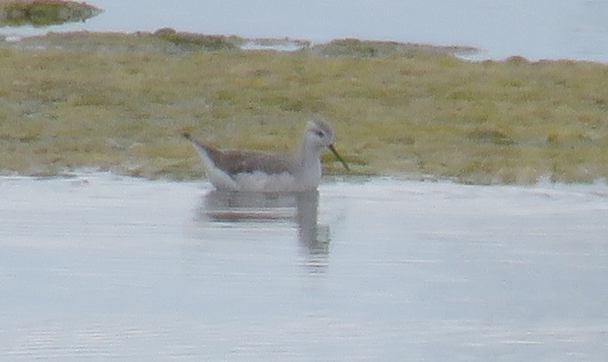 Wilson's Phalarope - ML42139751