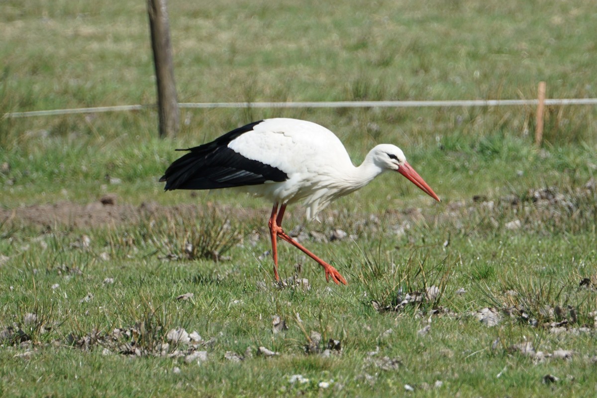 White Stork - ML421397731