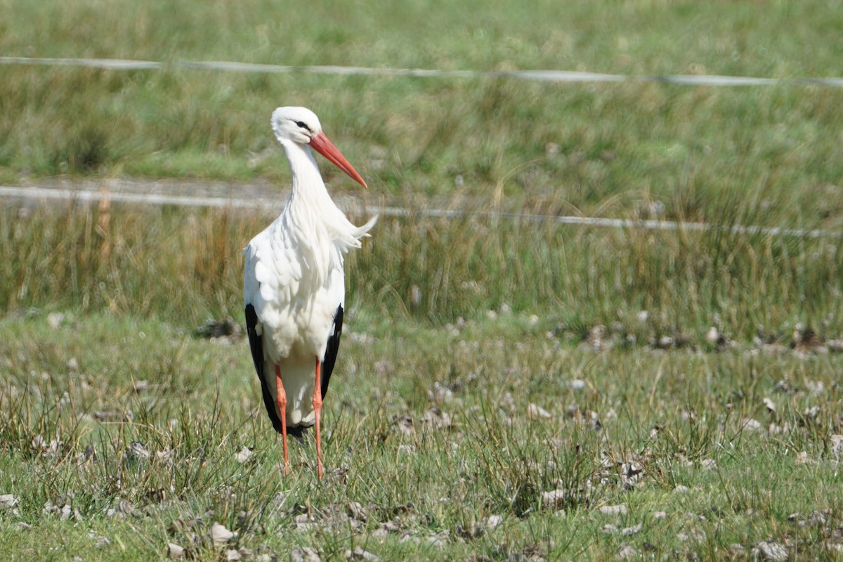 White Stork - ML421397741