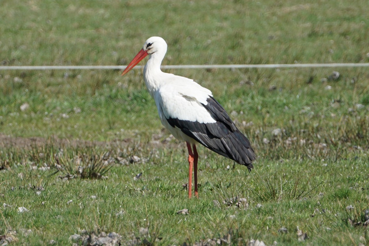 White Stork - ML421397751