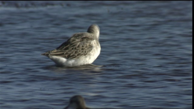 hvithalesvømmesnipe - ML421398