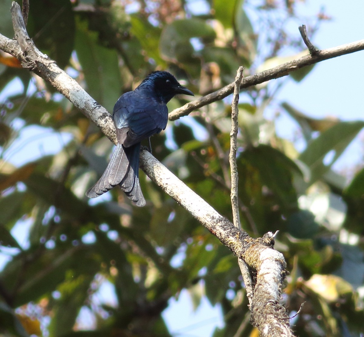 Bronzed Drongo - Savio Fonseca (www.avocet-peregrine.com)