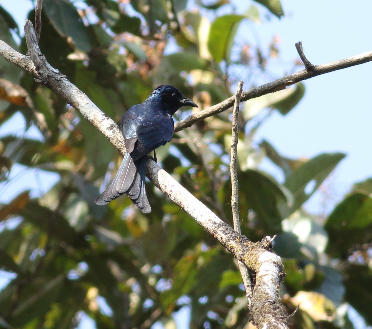 Bronzed Drongo - Savio Fonseca (www.avocet-peregrine.com)