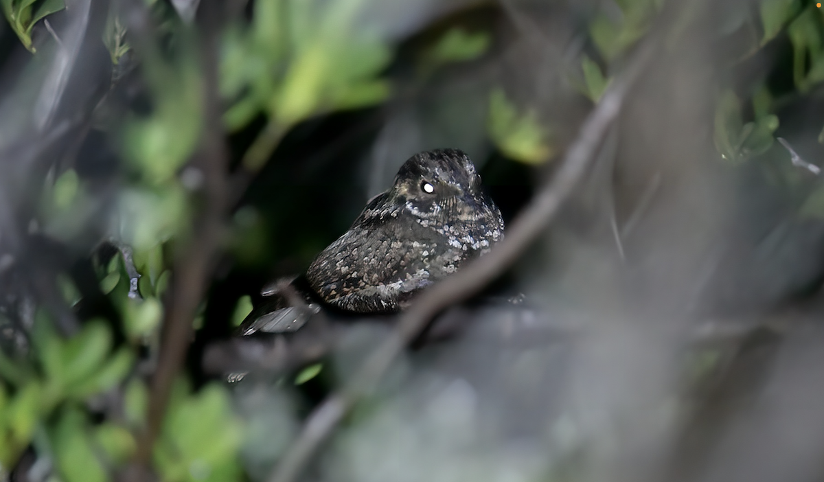 Puerto Rican Nightjar - ML421400301