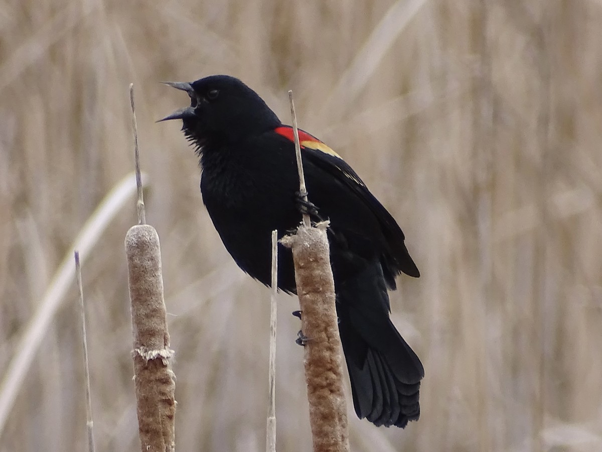 Red-winged Blackbird - Jeffrey Roth