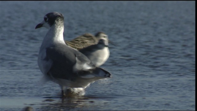 Gaviota Pipizcan - ML421402