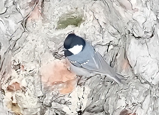 Coal Tit (Black-crested) - ML421402211