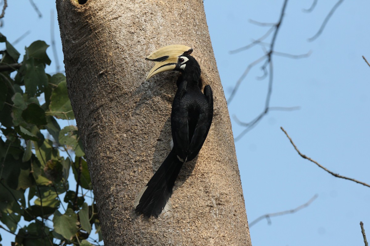 Oriental Pied-Hornbill - ML421402671