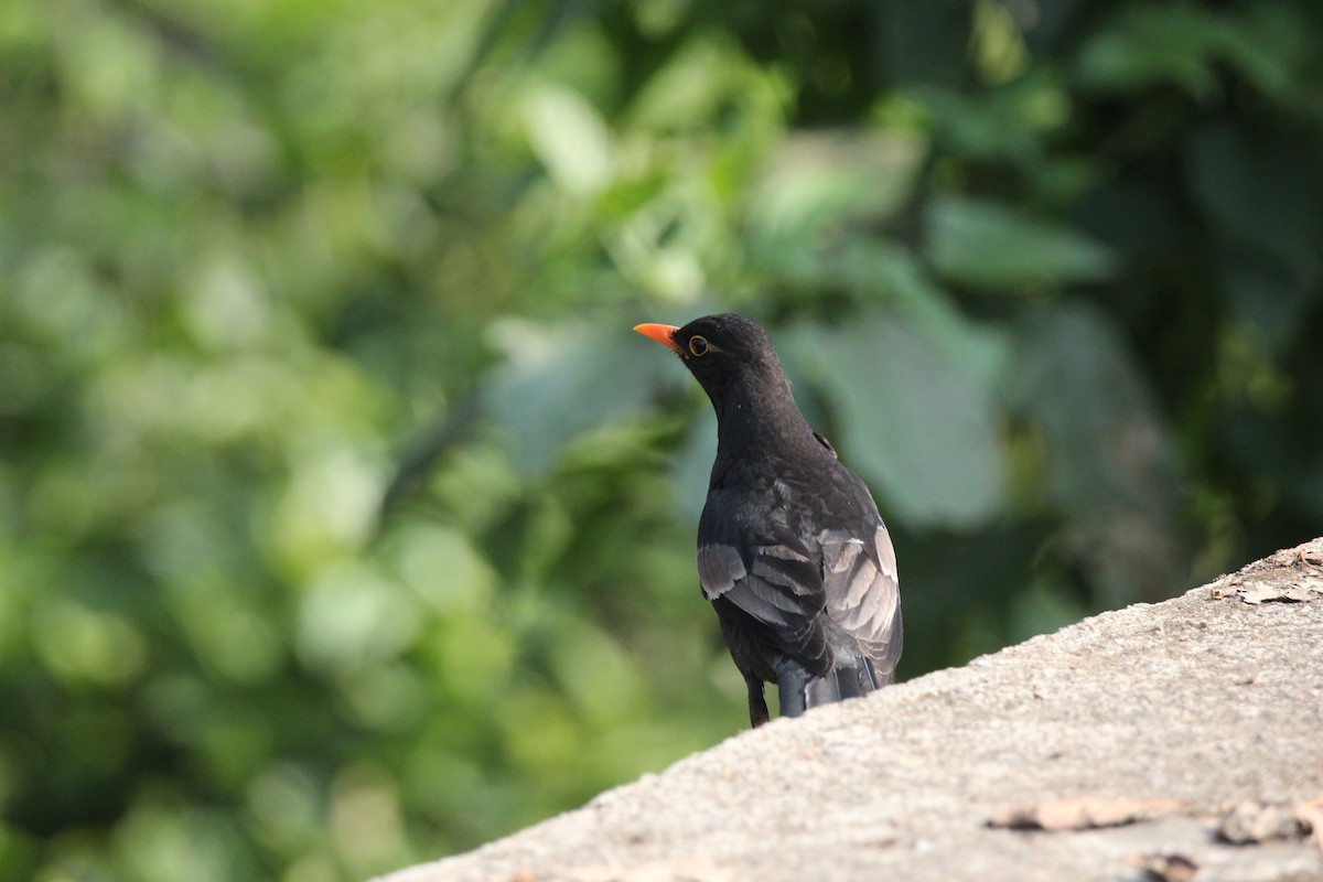 Gray-winged Blackbird - Arun George
