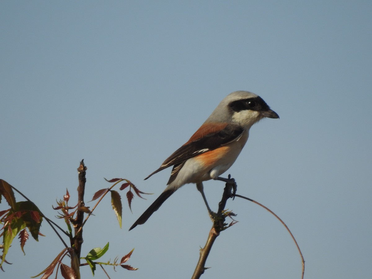 クロビタイセアカモズ - ML421403661