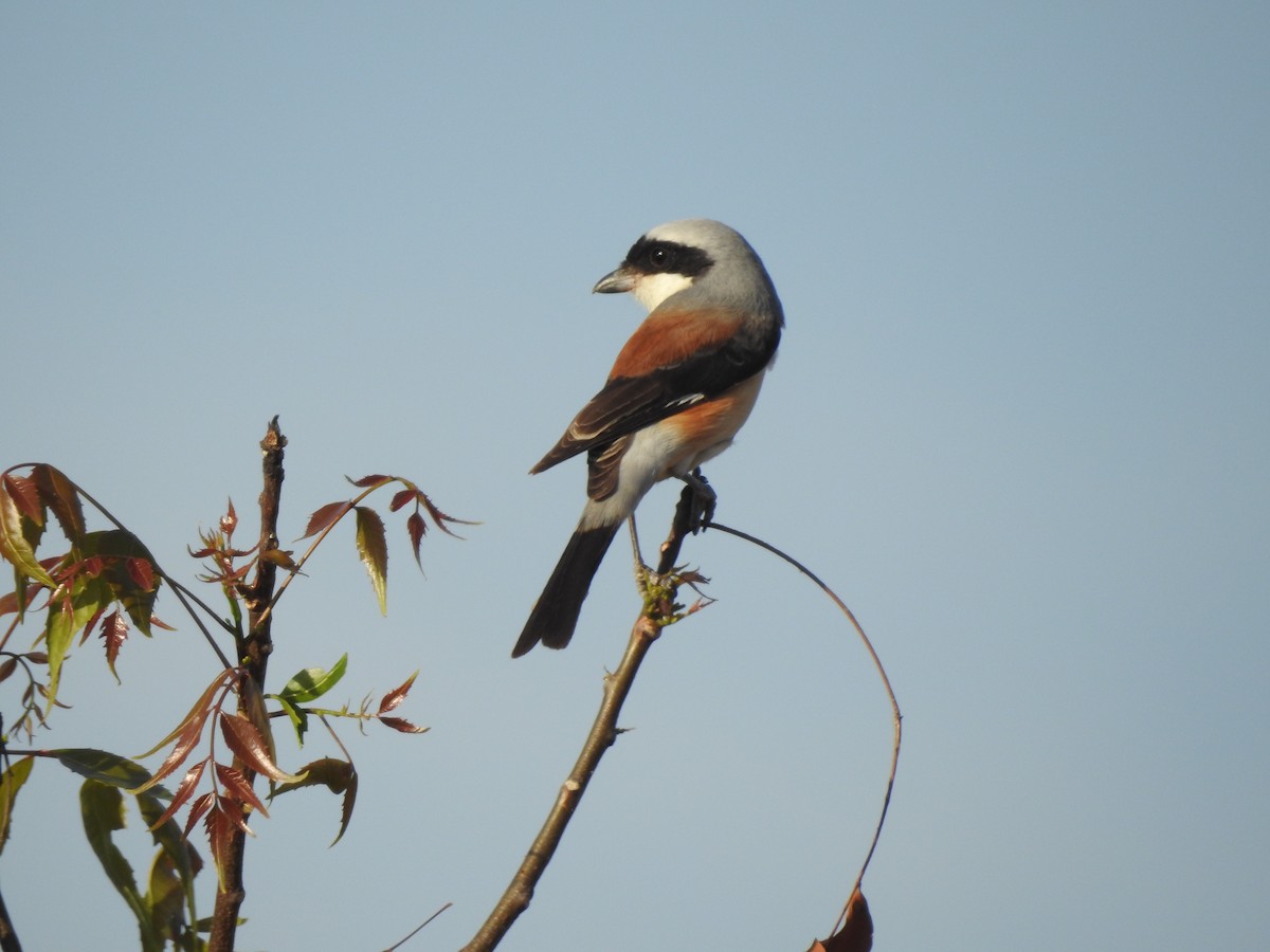 クロビタイセアカモズ - ML421403721
