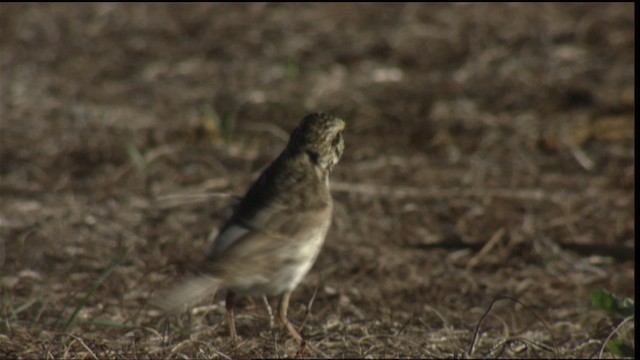 Savannah Sparrow - ML421404