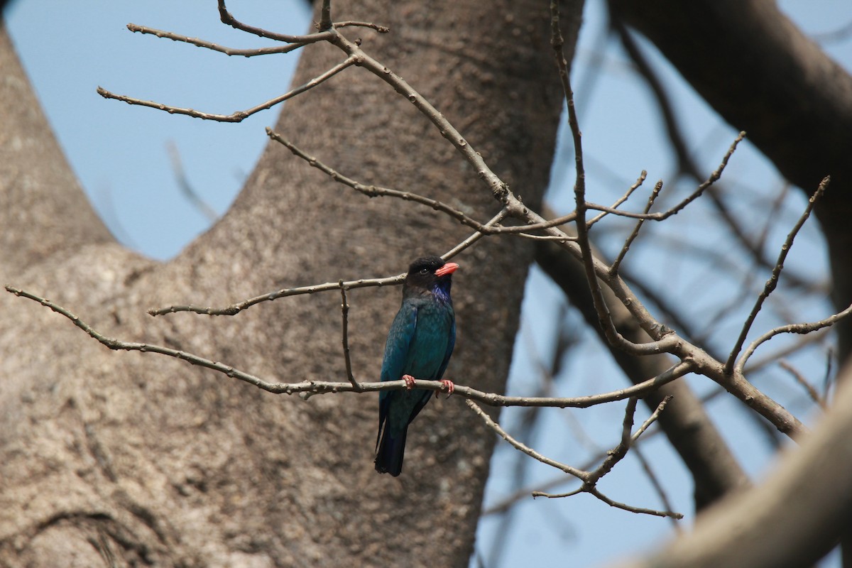 Dollarbird - Arun George