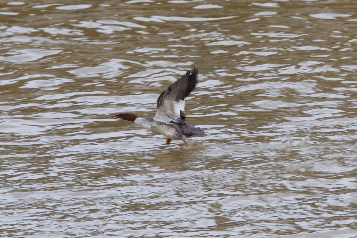 Common Merganser - ML42140731