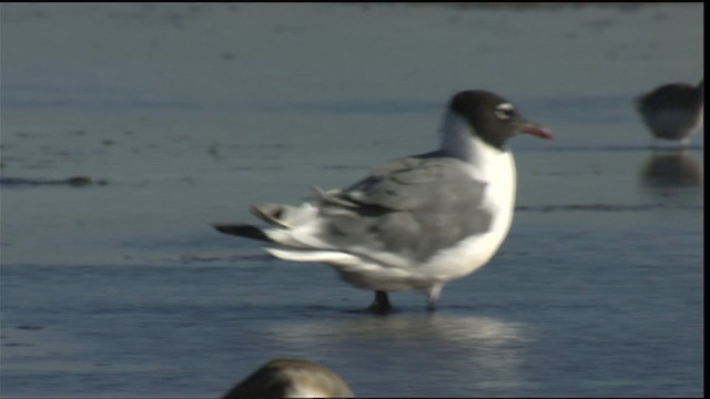 Gaviota Pipizcan - ML421408