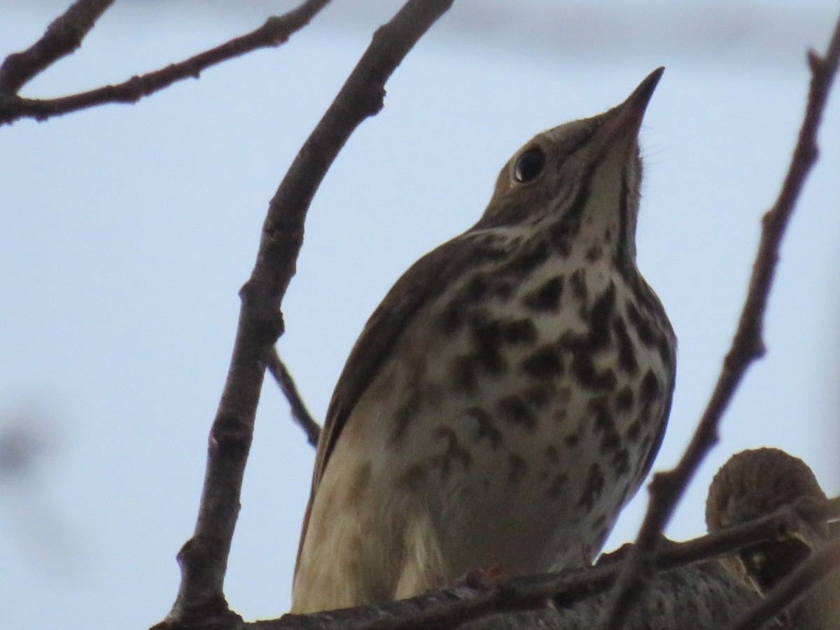 Hermit Thrush - ML421408091