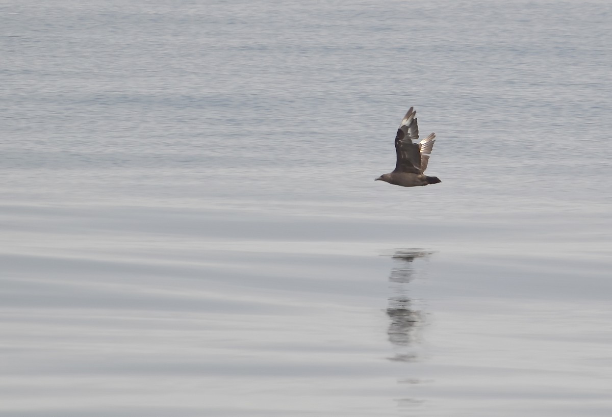 South Polar Skua - Matthew Addicks