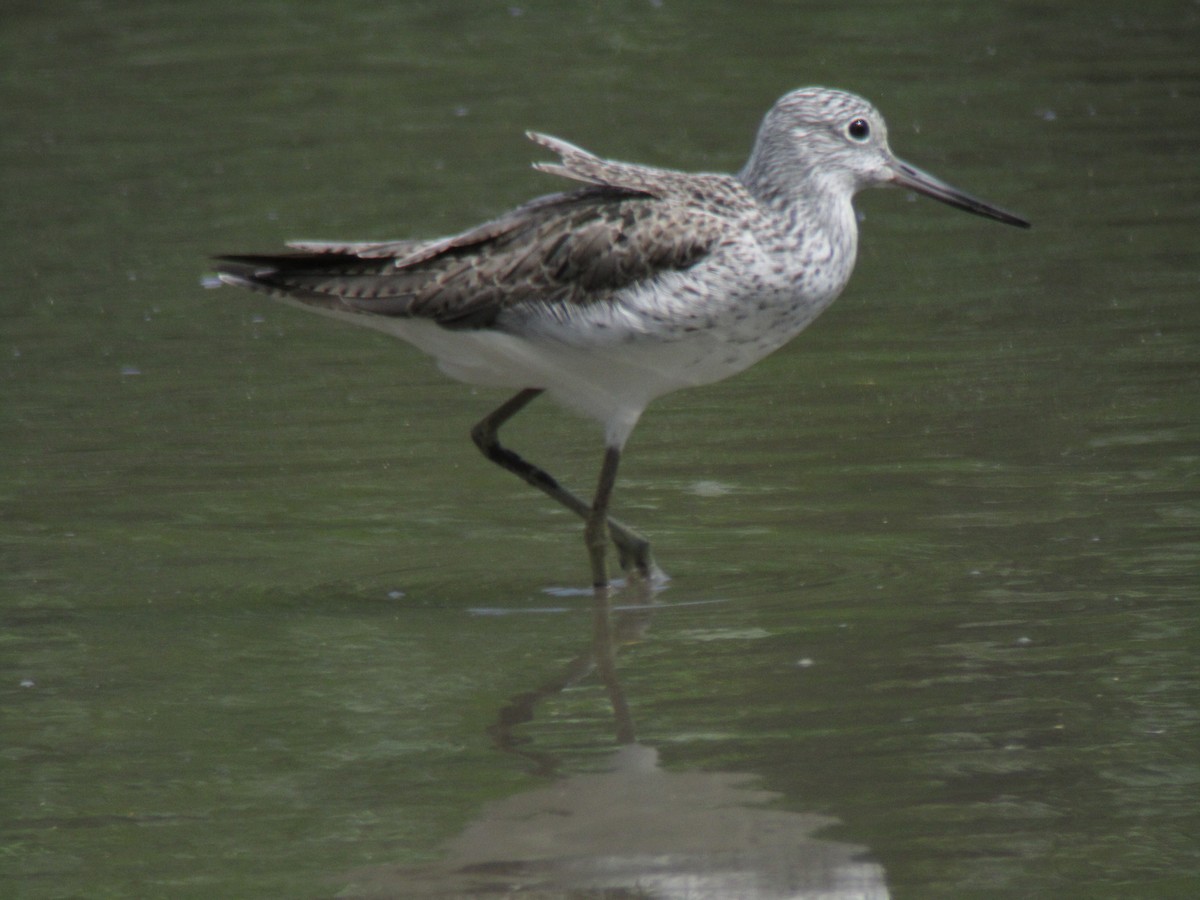 Common Greenshank - ML421409221