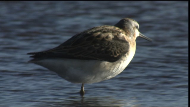 hvithalesvømmesnipe - ML421410