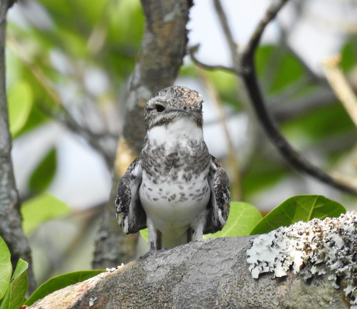 Sand-colored Nighthawk - ML421410531