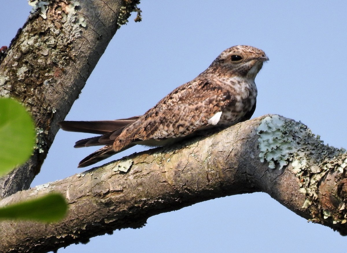 Sand-colored Nighthawk - ML421410681