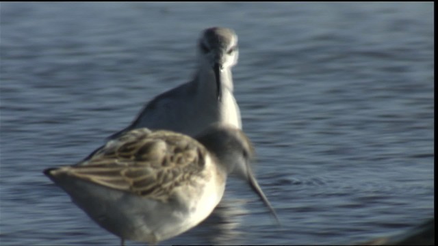 hvithalesvømmesnipe - ML421411