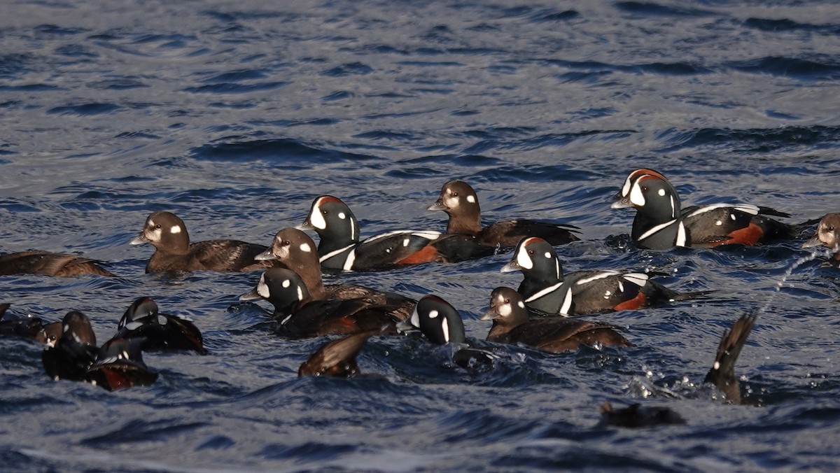 Harlequin Duck - ML421412131