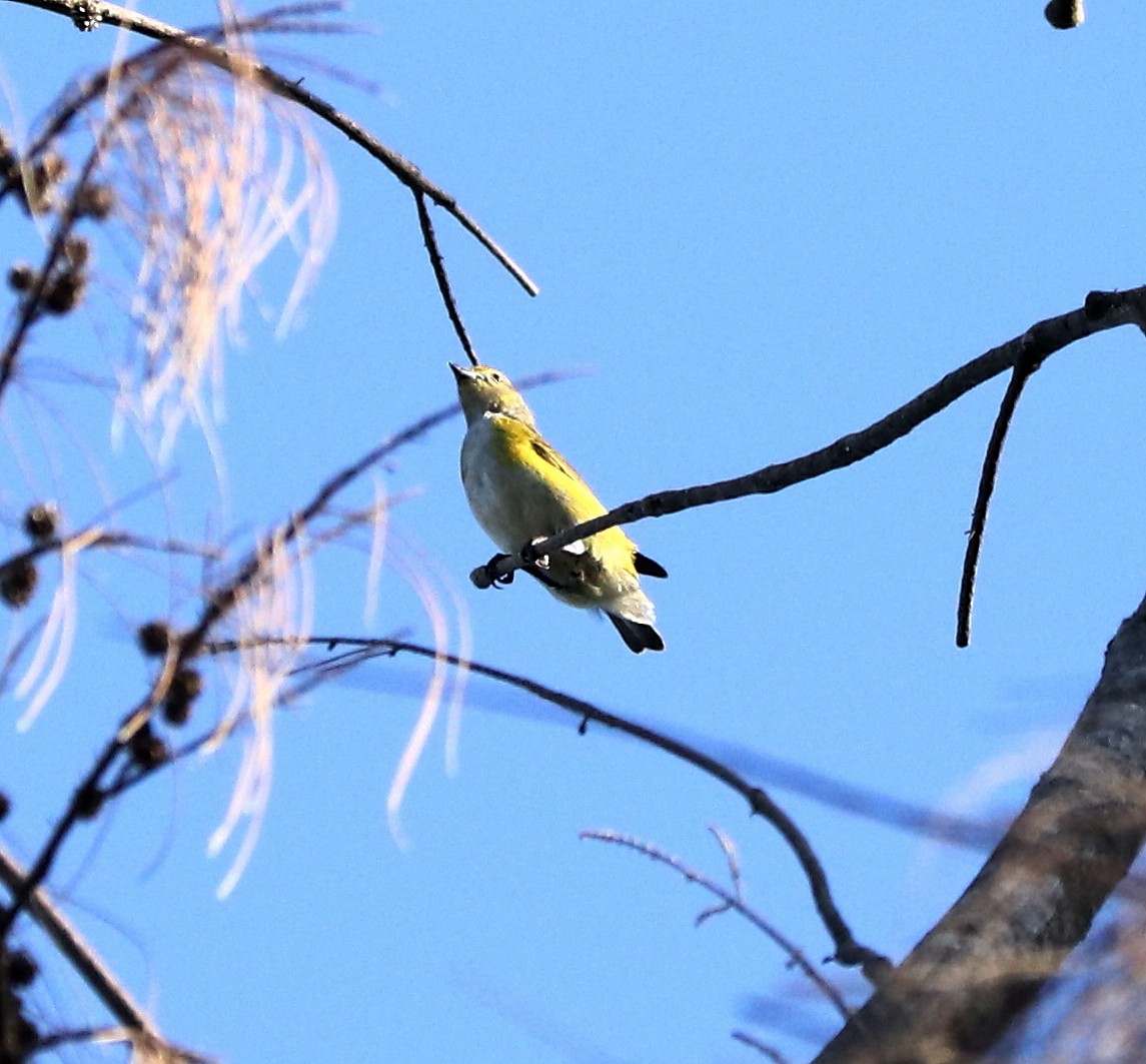 Purple-throated Euphonia - ML421412231