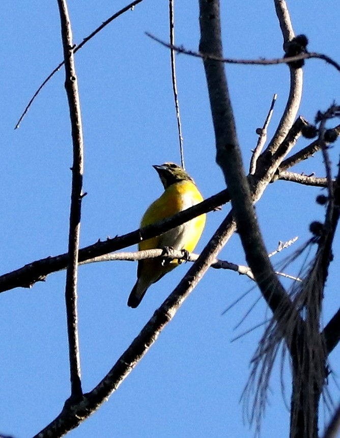 Purple-throated Euphonia - ML421412261