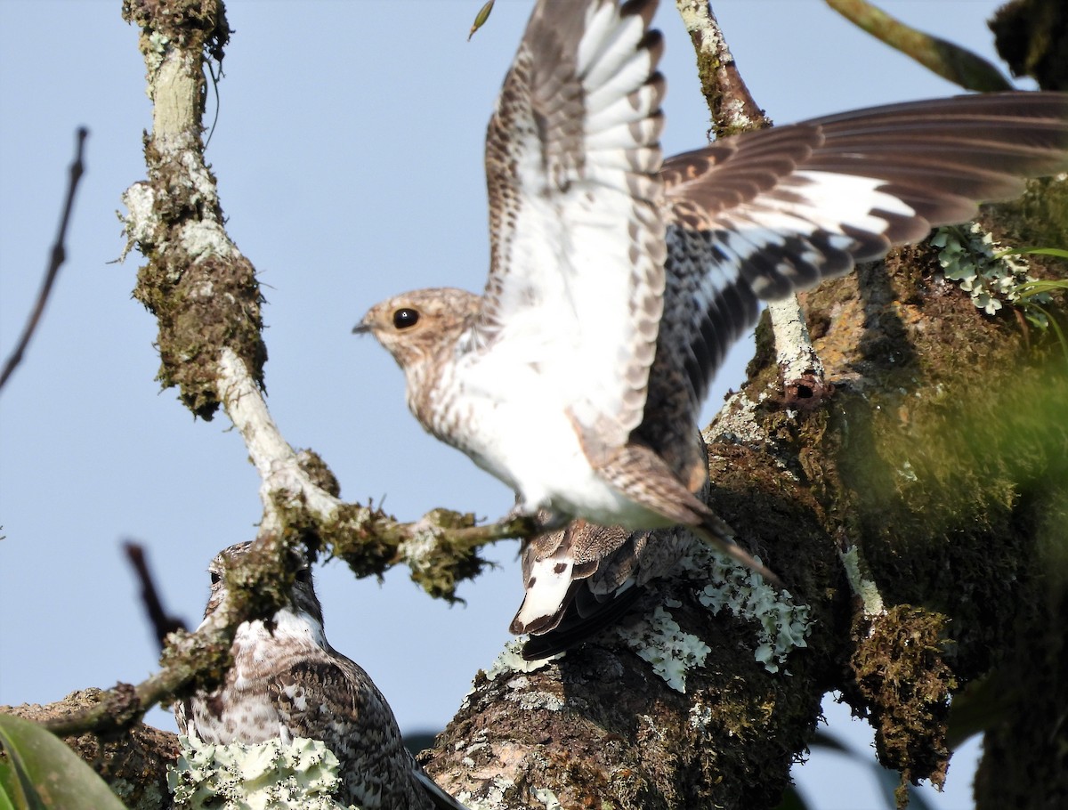 Sand-colored Nighthawk - ML421412781