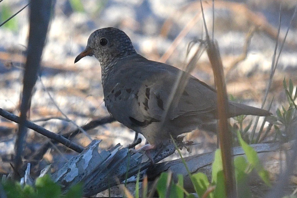 Common Ground Dove - barbara segal