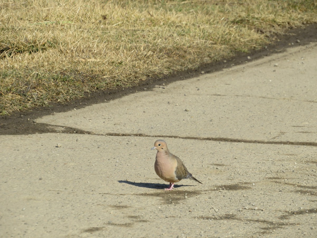 Плачущая горлица - ML421414541